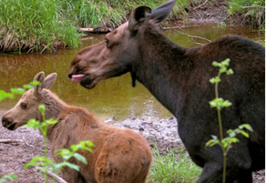 Isle Royale Moose