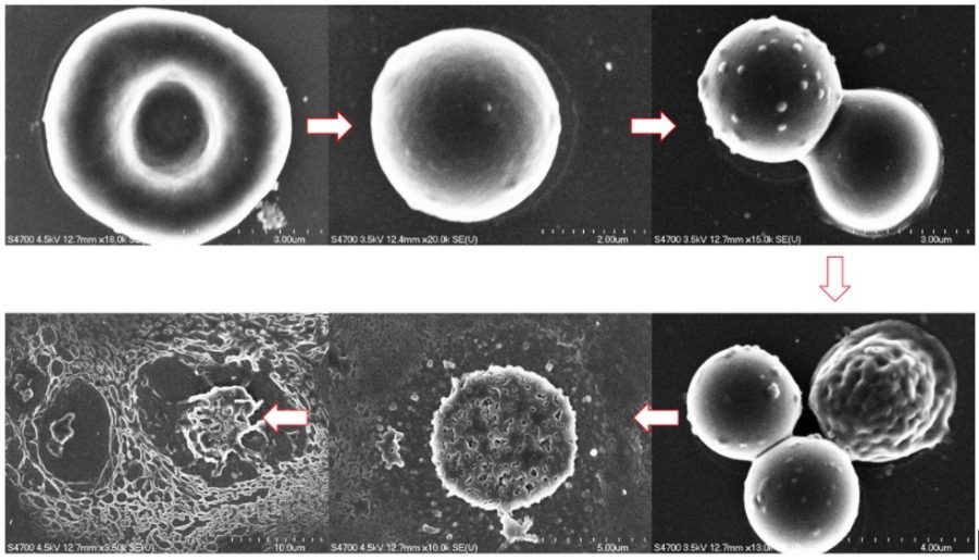 Sequence of six images showing the disintegration of cell membranes.