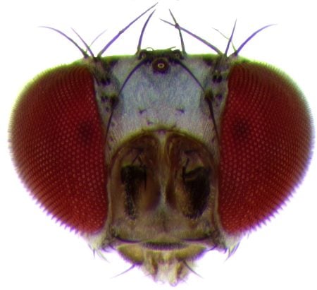 A close up image of a fly's head