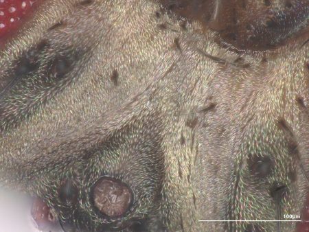 A close-up image of fly hair