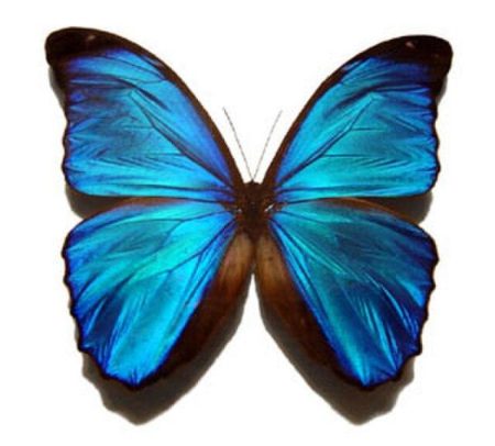 a blue butterfly