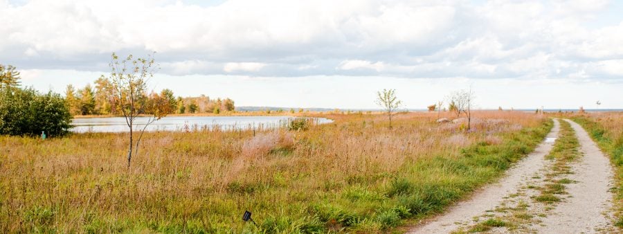 Landscape containing a dirt road, wetland grasses, several small trees, and a small pond.