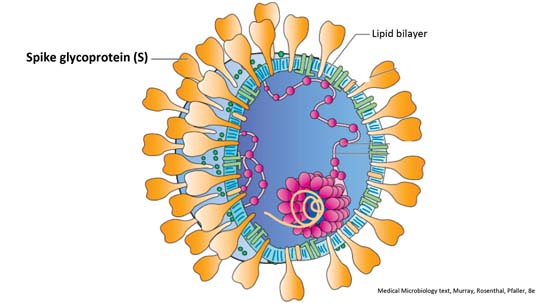 This image shows the lipid envelope of coronavirus, taken from an infected cell, and the crown-like proteins added by the virus that are its namesake.