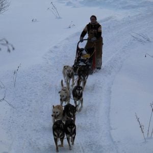 Haley being pulled on a sled behind eight dogs