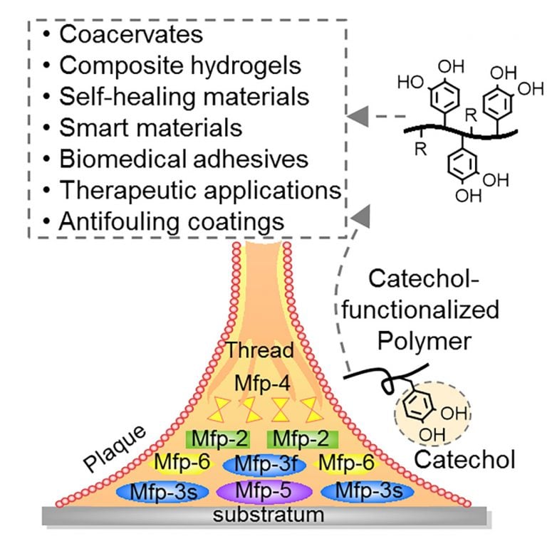 Bruce P. Lee Publishes on Mussel Adhesive Protein Biomedical