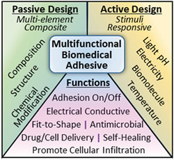 Multifunctional Biomedical Adhesives passive design active design functions