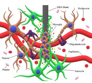 Interaction of neuronal cells with MEA shank.