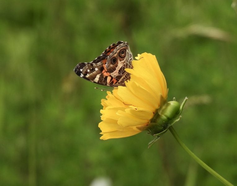 American Lady – Photo by Gary Campbell