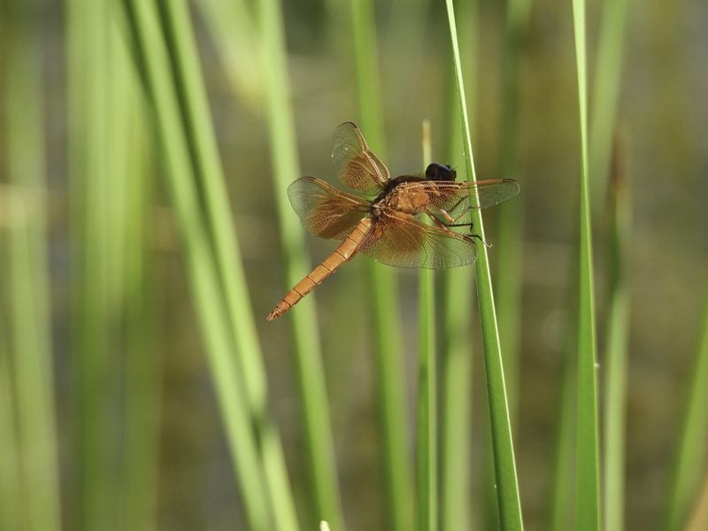 Flame Skimmer – Photo by Gary Campbell