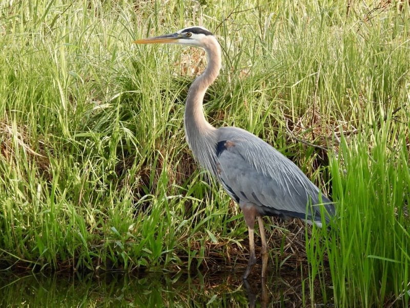 Great Blue Heron – Photo by Gary Campbell