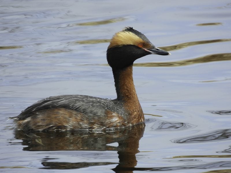 Horned Grebe – Photo by Gary Campbell