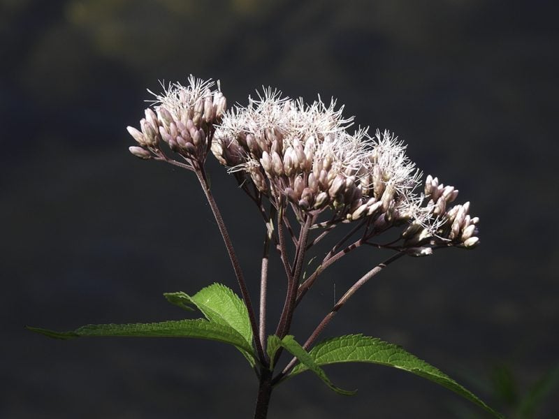Joe Pyle – Photo by Gary Campbell