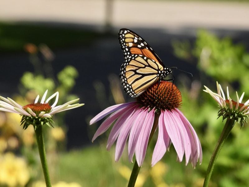 Monarch – Photo by Gary Campbell