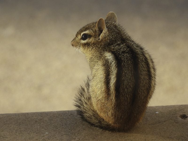 Chipmunk – Photo by Gary Campbell