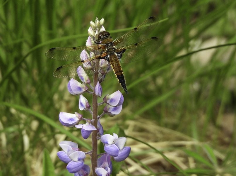 Four-Spotted Skimmer – Photo by Gary Campbell