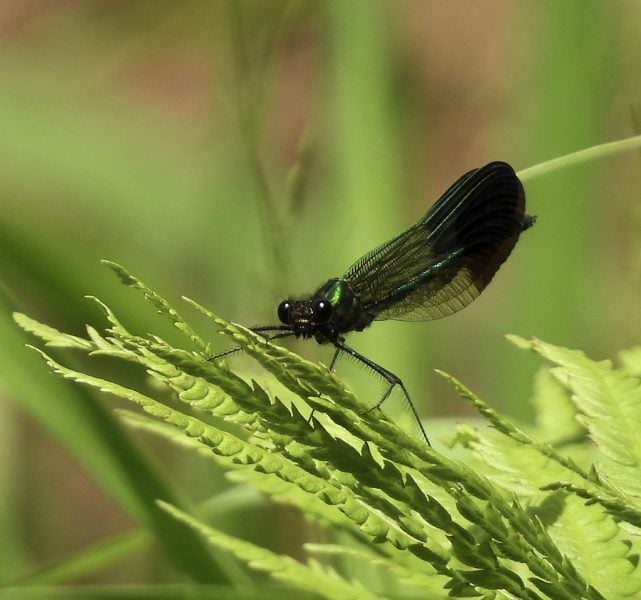 River Jewelwing – Photo by Gary Campbell