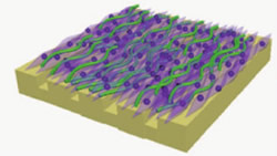 Fibroblast Cell Sheet