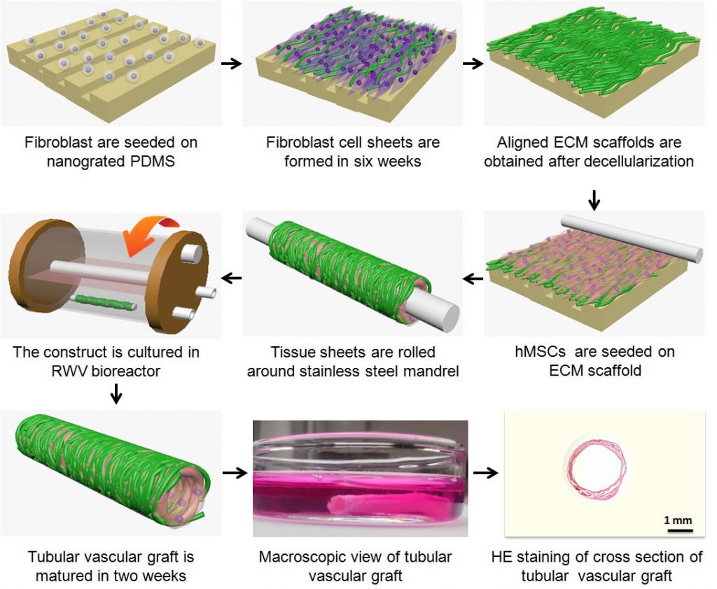 Vascular Graft Fabrication Process