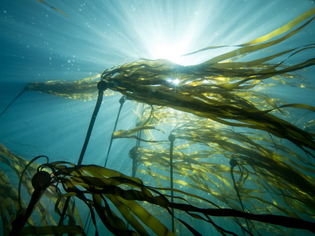 Bull Kelp, a brown seaweed used to produce alginates, can grow as much as 2 feet per day. Photo credit: Jackie Hindering, www.themarinedetective.com