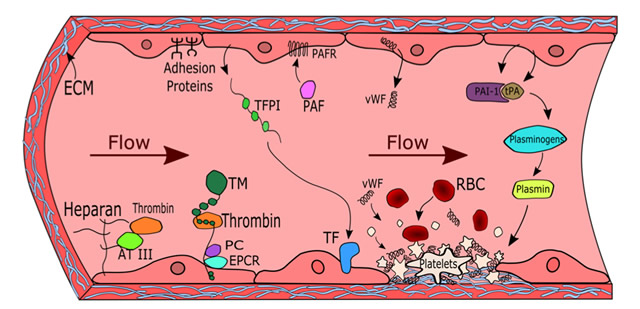 TEVG Diagram of blood flow and components