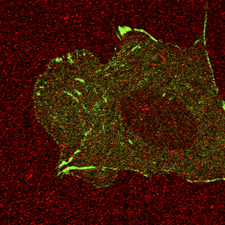 Red spots are the fluorescent beads coated on top of the gel, which we use to quantify the deformation of the gel. Green signal is the paxillin, one of the focal adhesion proteins of a Chinese Hamster ovary cell. Photo credit: Sangyoon Han, Michigan Tech