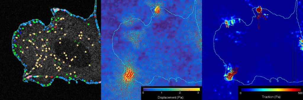 L to R: adhesion segmentation, displacement map, and tracking map. Photo credit: Sangyoon Han, Michigan Tech