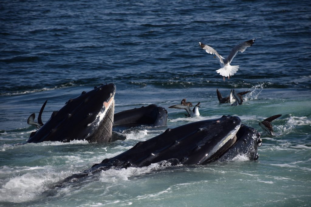 Whales and birds