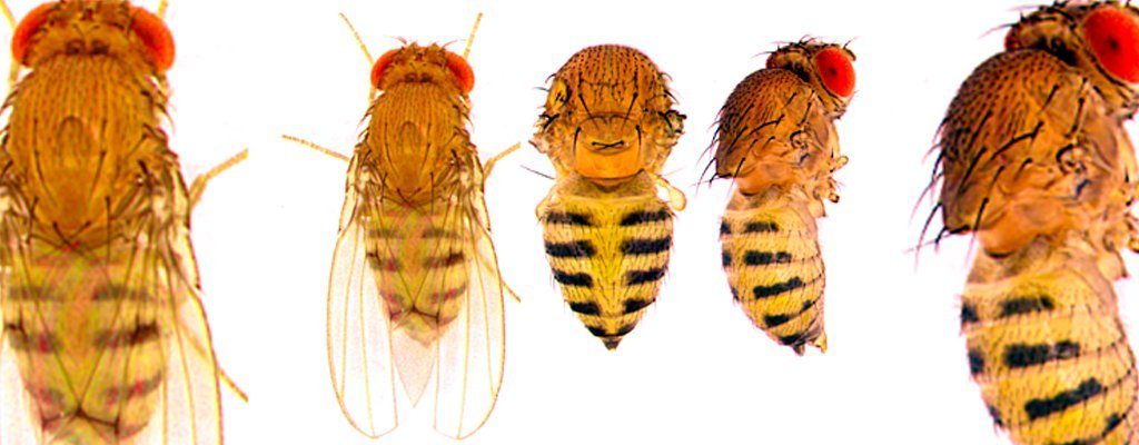 five fruit flies with striped bodies are shown. The genes that govern abdominal colors and patterns in fruit flies may provide insight into human cancer genes.