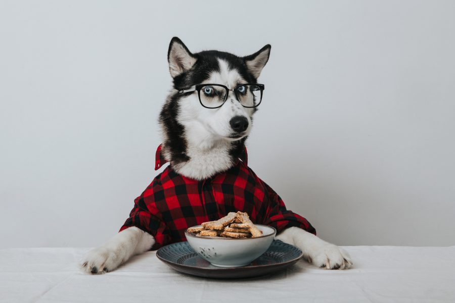 Husky dog with plaid shirt and glasses sitting at a table with a bowl of dog bones