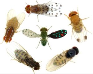 Fruit flies: Summer pests or scientific marvel?