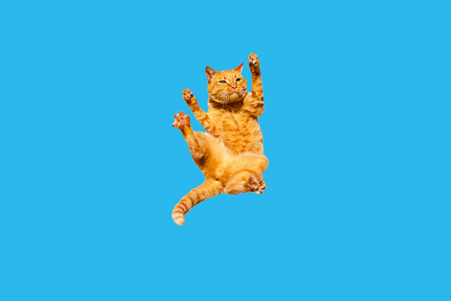 Cat suspended in air