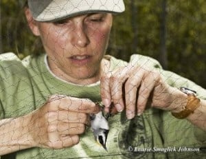 Amber Roth bands a golden-winged warbler captured in a mist net. Populations of the tiny migratory bird have fallen by half, and Roth is working with a team of scientists determined to find out why.