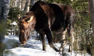 An Isle Royale moose prepares to bed down in winter.