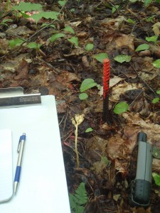 Rebar marking a PSP plot centre on the Ford Forest