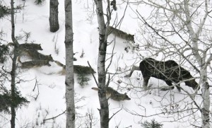 wolf moose photo