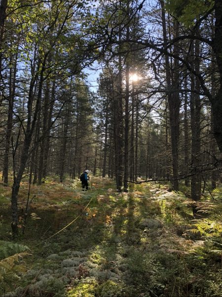 A student collecting data with reel tape in a jack pine forest