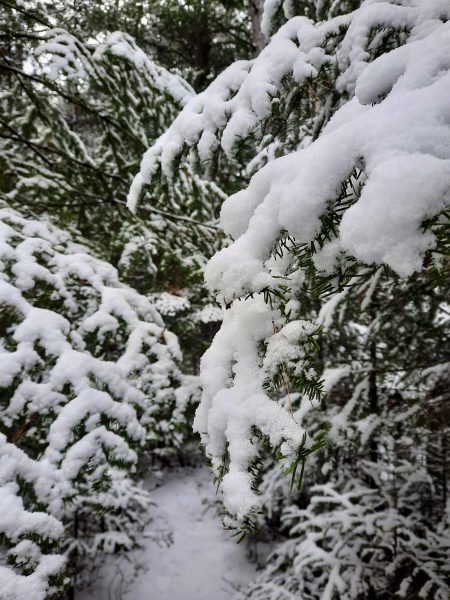 A close-up of a snowy coniferous tree