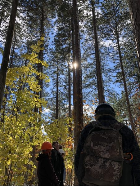 Students looking around a red pine forest