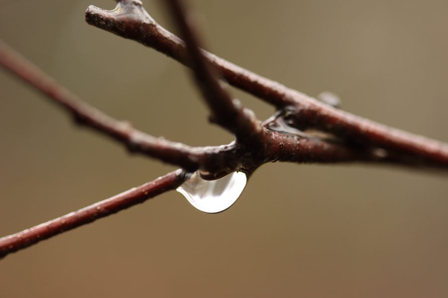 A tree branch with a droplet of water falling off of it.