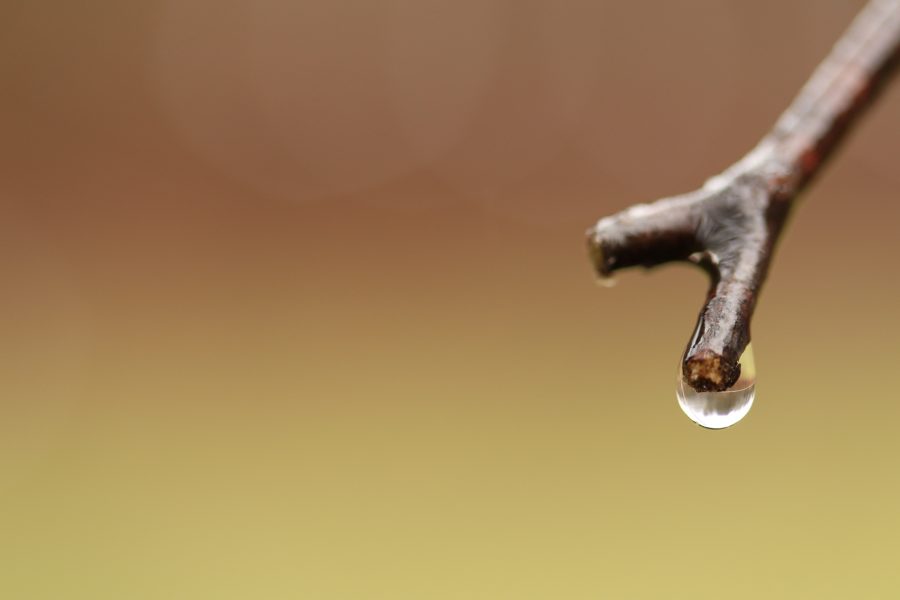 A droplet of water falling off of a wet branch