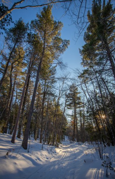 A cross-country skiing trail through a forest