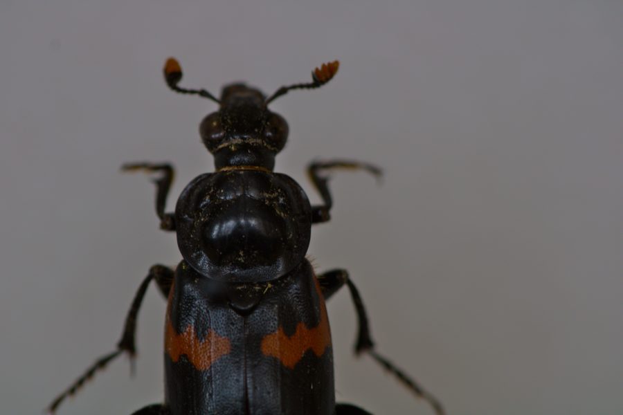 A close-up of the upper-body of N. orbicollis, a beetle.