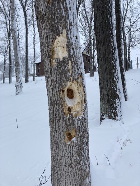 Holes in a tree left from a pileated woodpecker