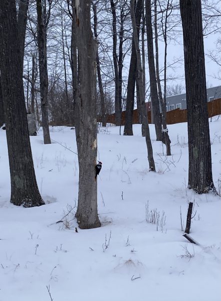 A pileated woodpecker on a tree