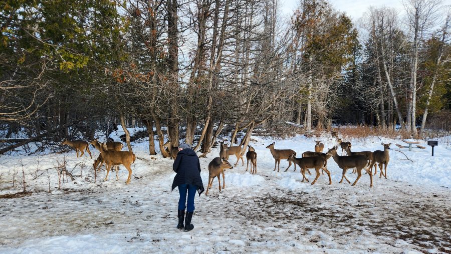 A person surrounded by white-tailed deer in a park