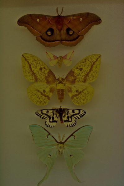 Five saturnid moths pinned