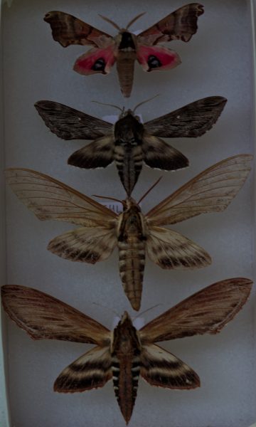 Four sphinx moths pinned to a board