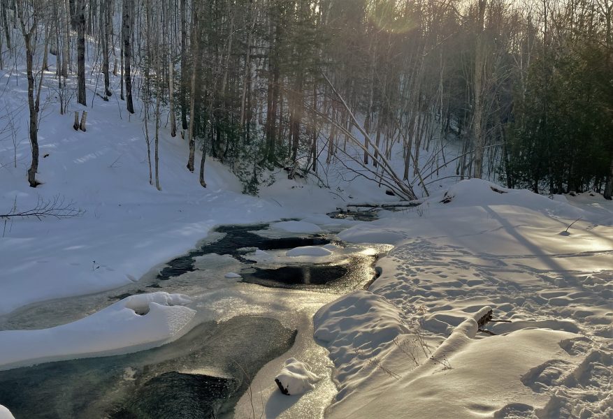 A frozen creek in a snowy forest