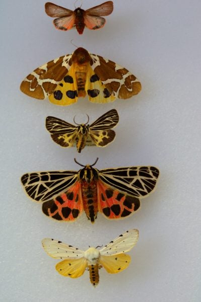 Five tiger moths pinned to a board