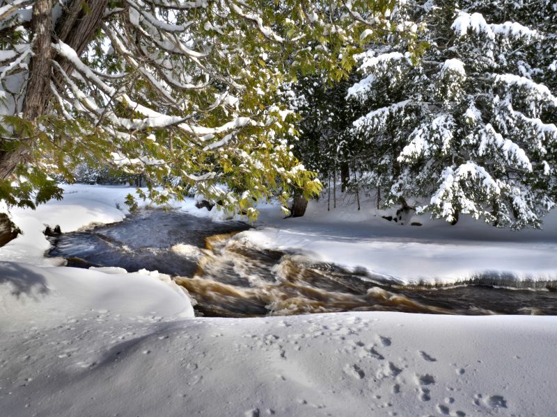 A cedar overlooking a rushing river in a snowy forest.